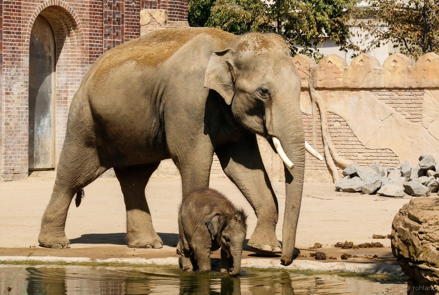 2020 - Zoo Leipzig - 1 | Voi Nam - ein in Leipzig ...